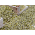 GREEN MILLET IN HUSK FOR BIRD FEEDS